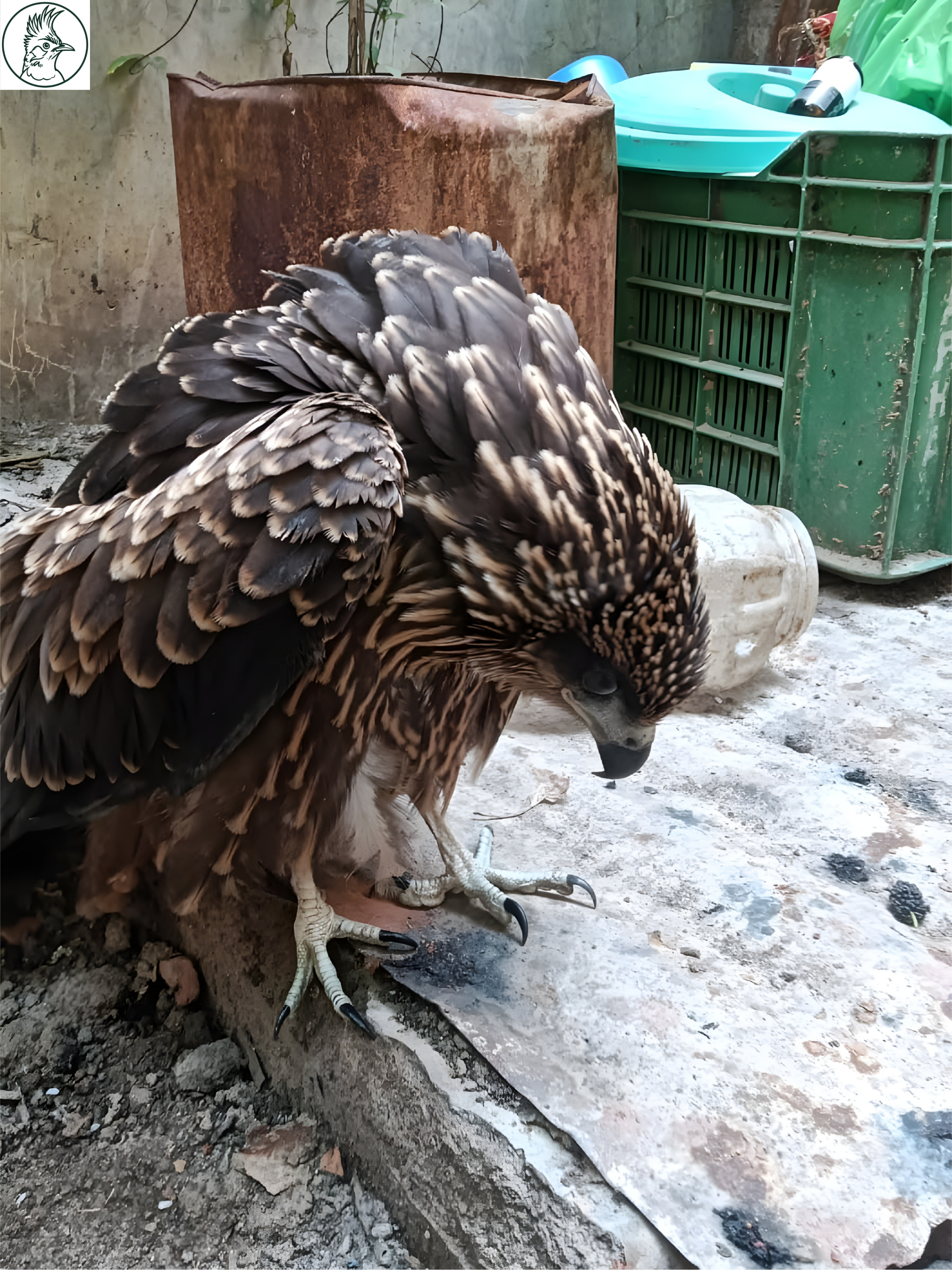 Bird Rescue