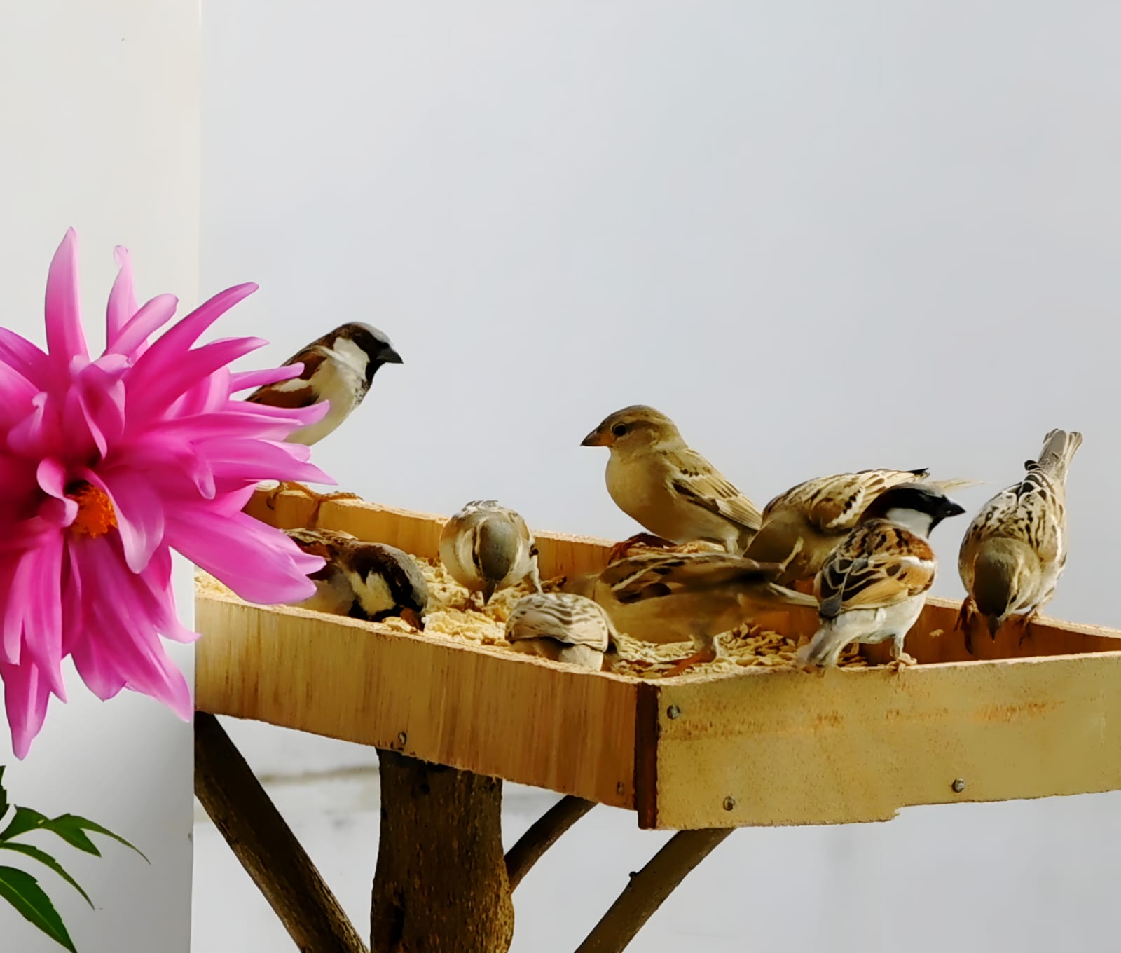 Feeding Station - Lucknow